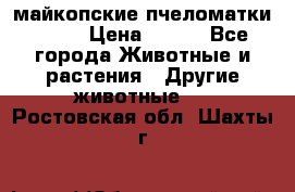  майкопские пчеломатки F-1  › Цена ­ 800 - Все города Животные и растения » Другие животные   . Ростовская обл.,Шахты г.